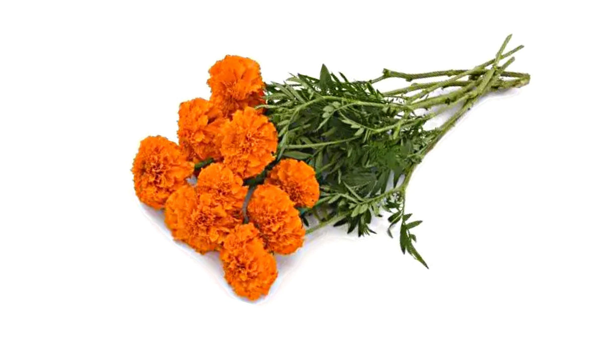 Fresh Marigold Flowers Press & Grocers Co.