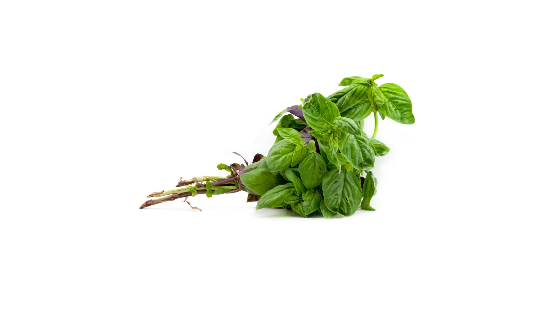 Fresh Basil Bunch