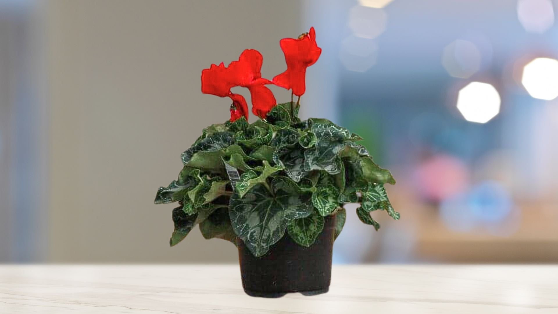 Fresh Cyclamen Pot