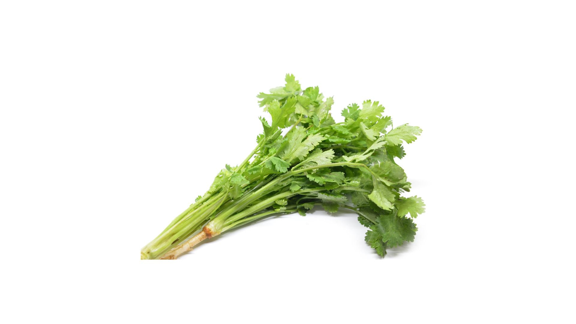 Fresh Coriander Bunch