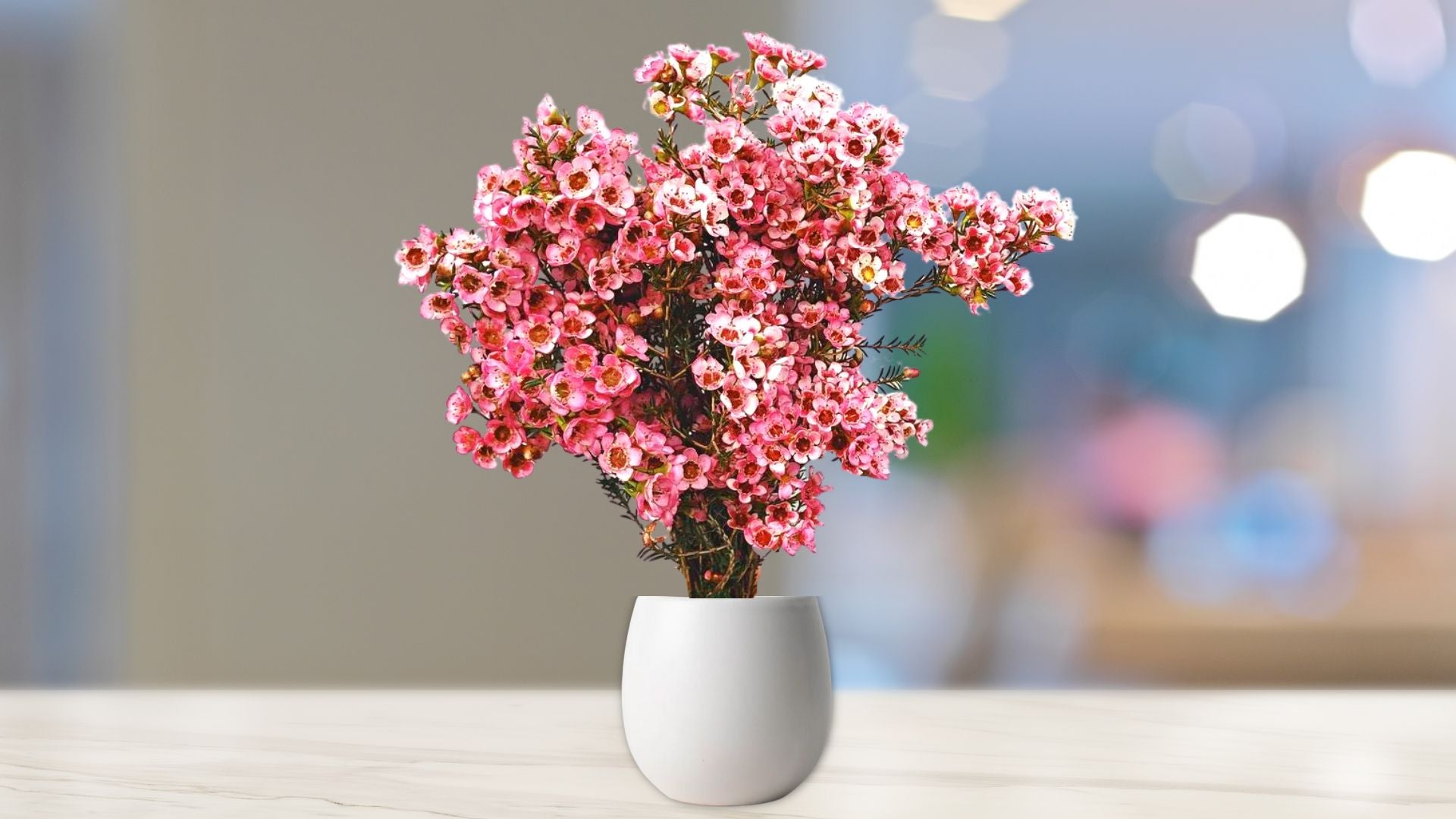 Fresh Cheery Waxflower Bunch