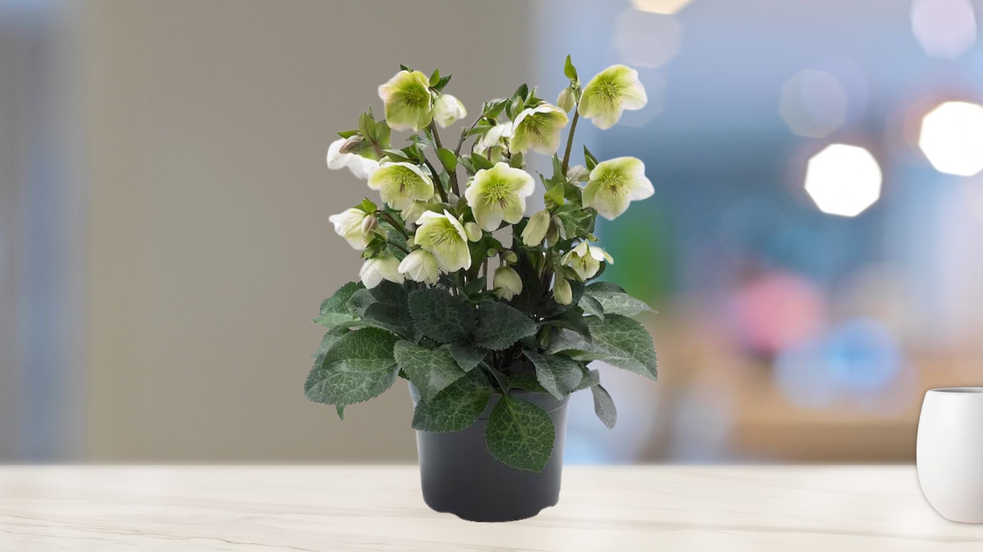Fresh Hellebores Pot
