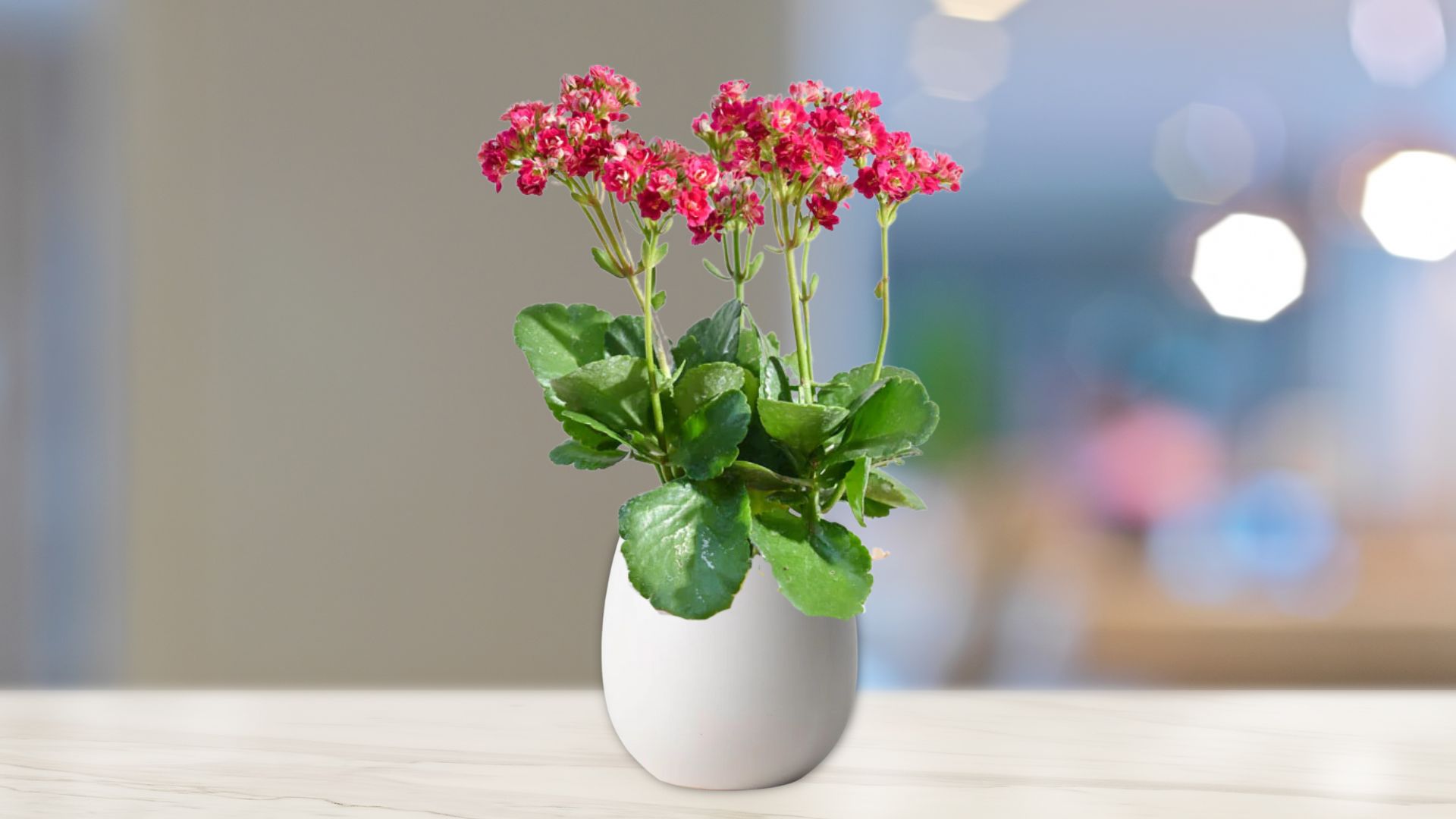 Fresh Kalenchoe Pot