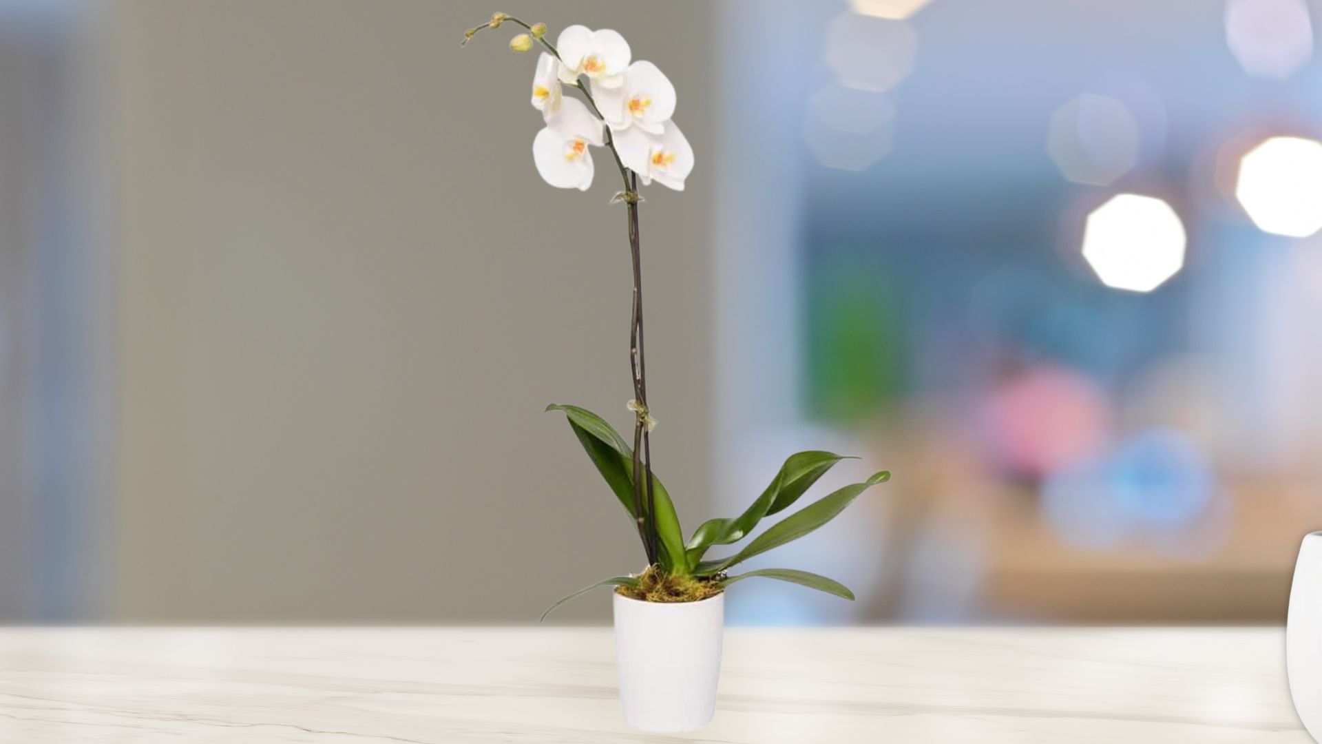 Fresh Single Orchid
