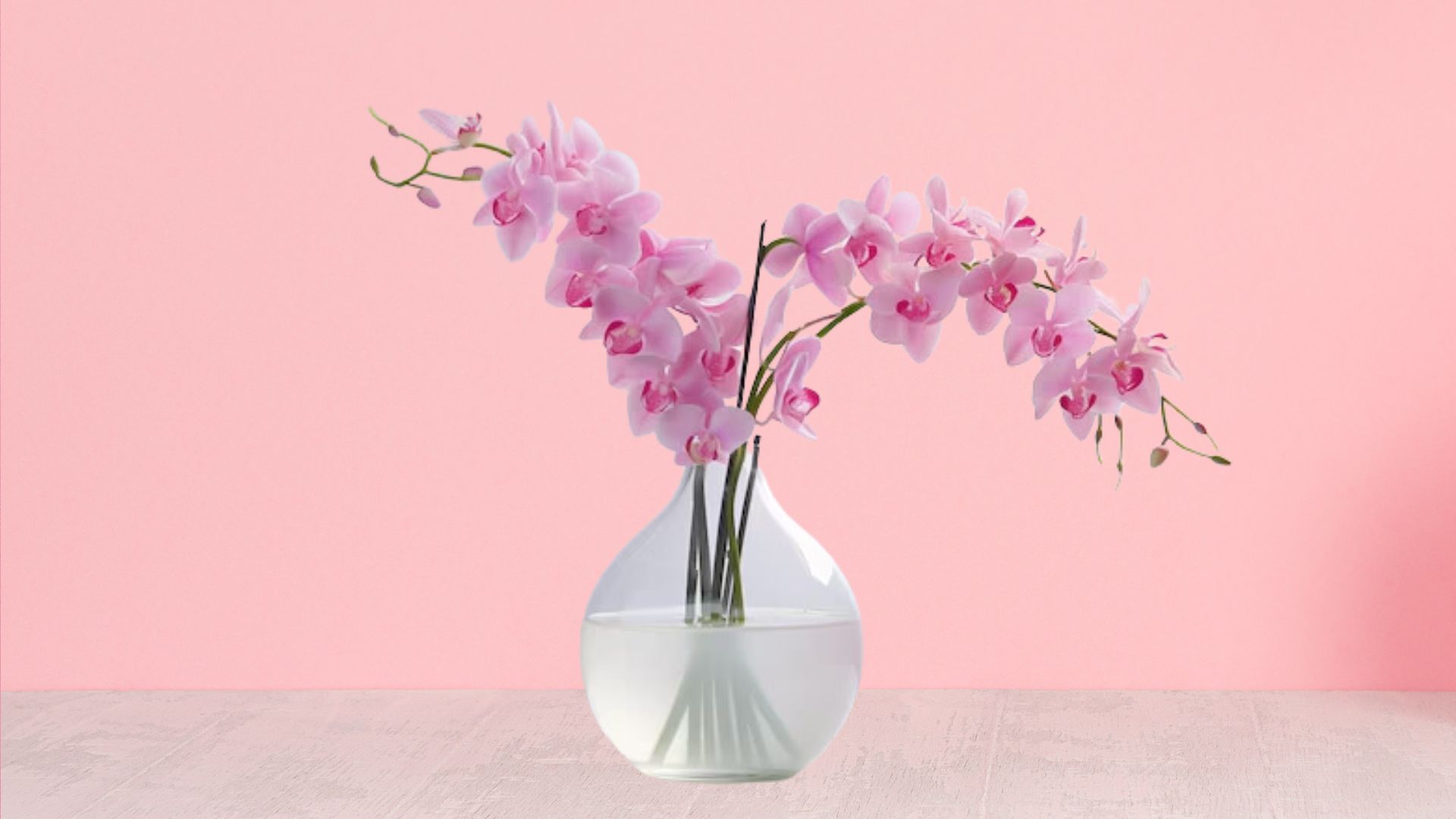 Pink Orchids