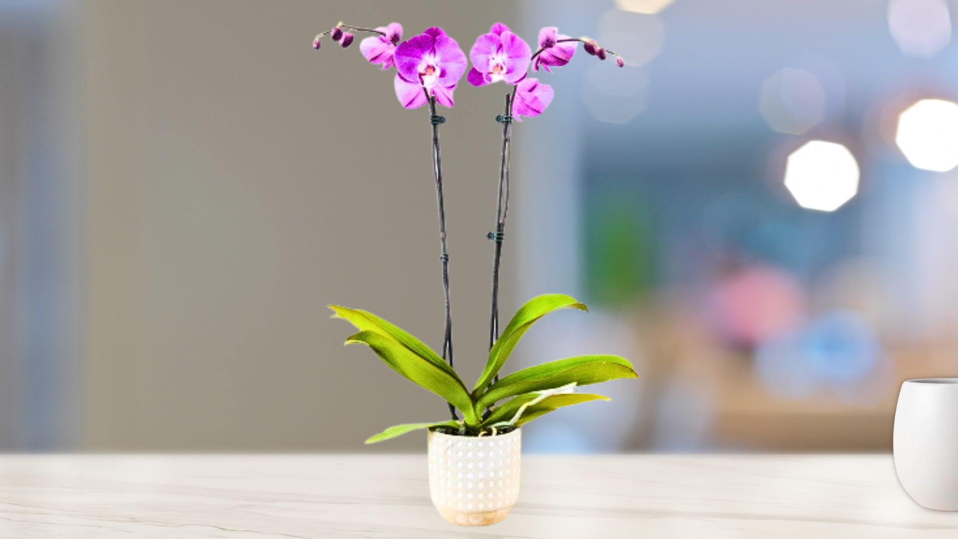 Premium Phalaenopsis Orchid