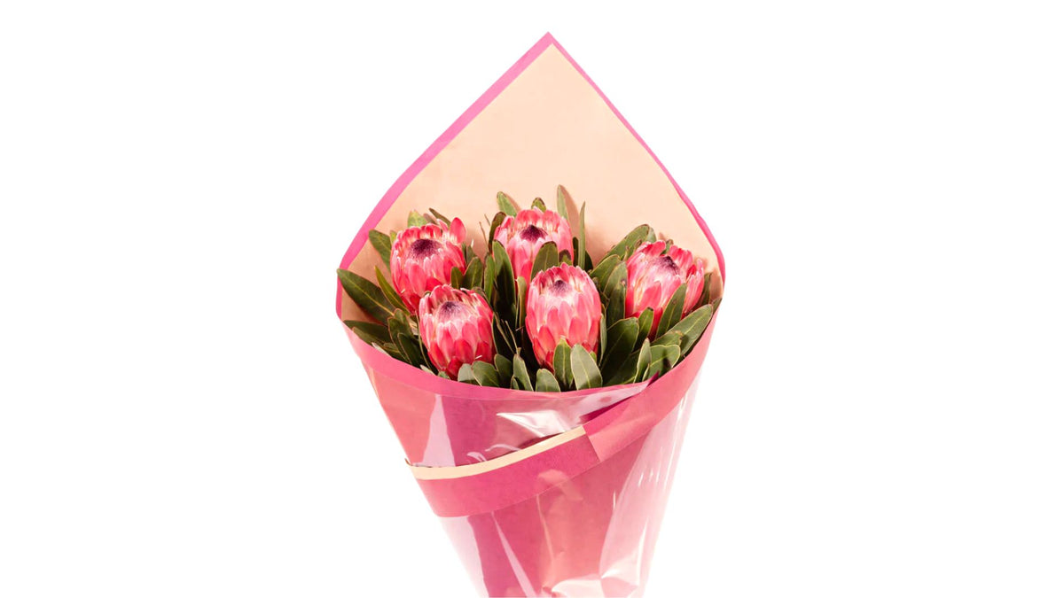 Fresh Native Protea 5 Stems – Press & Grocers Co.