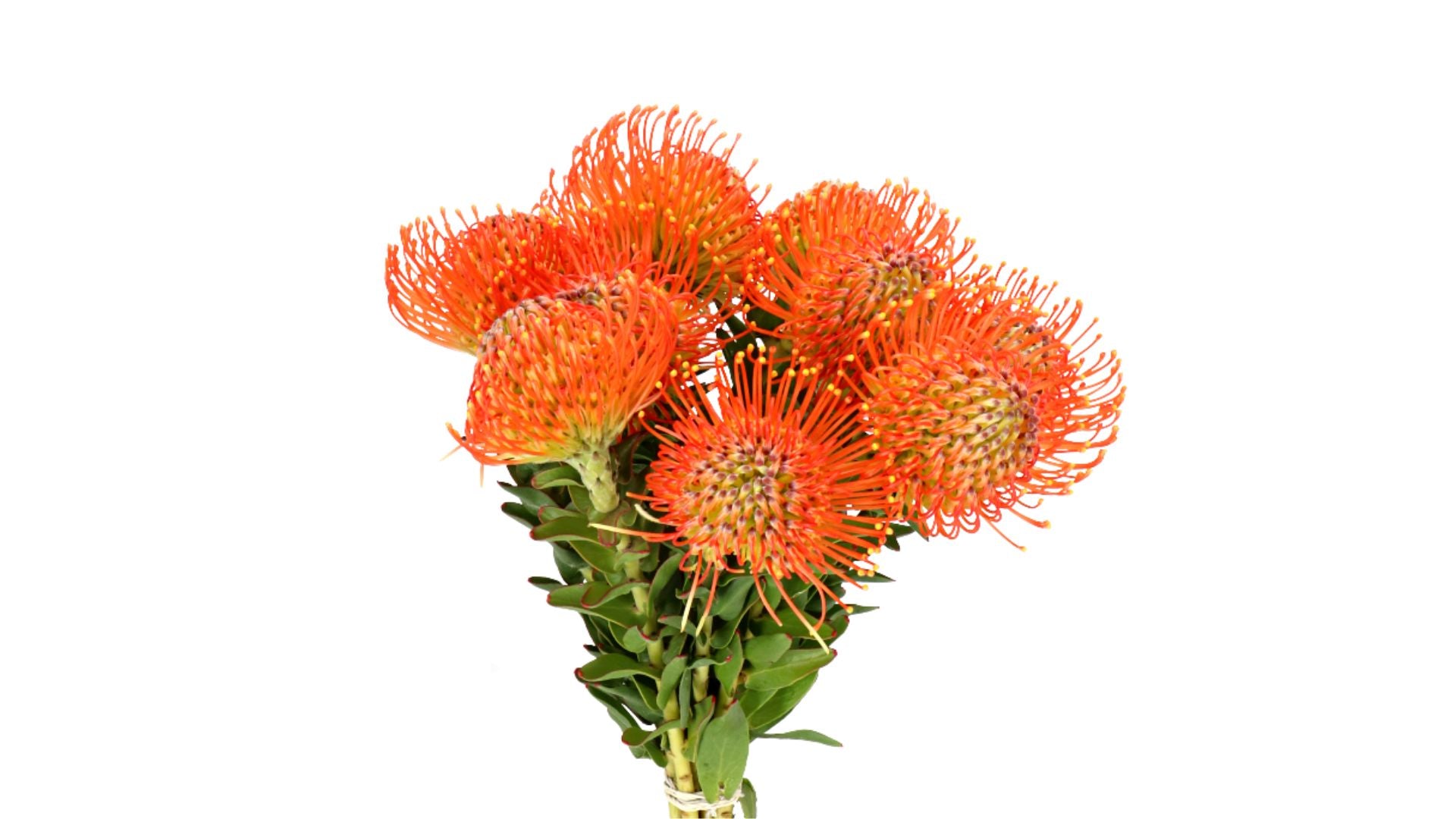 Fresh Leucospermum Cordifolium Flowers