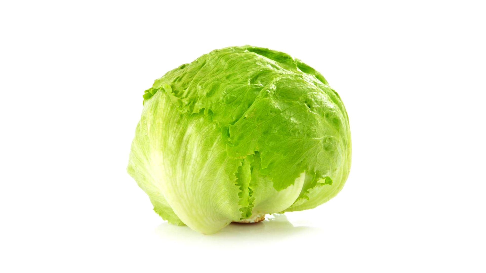 Iceberg Lettuce Ea