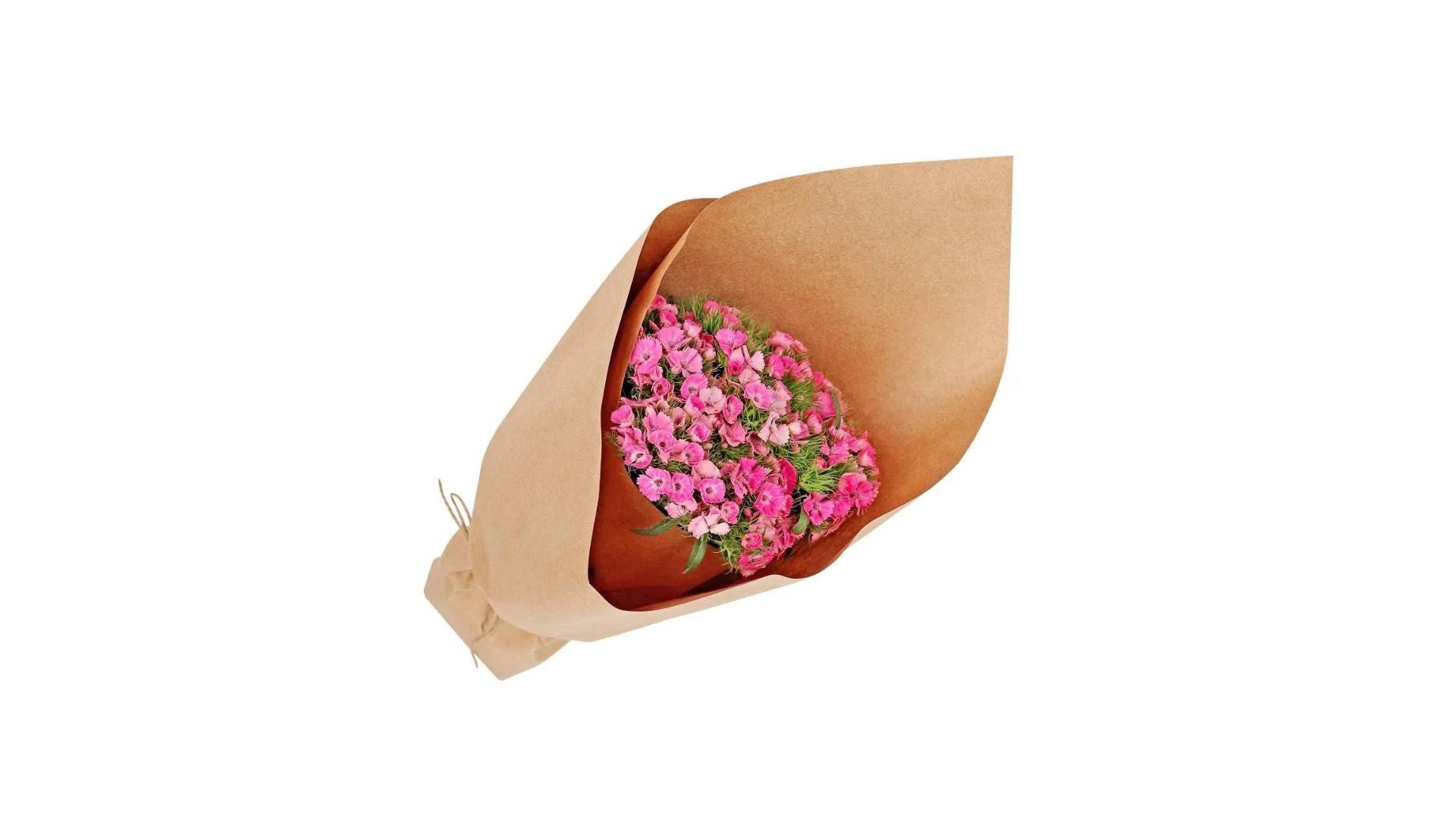 Fresh Sweet William Flowers